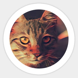 Bright-Eyed floppy cat Sticker